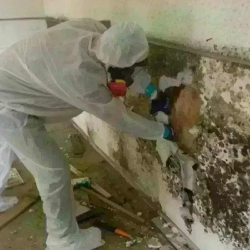 Mold Remediation and Removal in Bakersville, NC